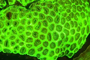 Fluorescent Prints: Natural occuring Fluorescence emitted and captured using special barrier filters
