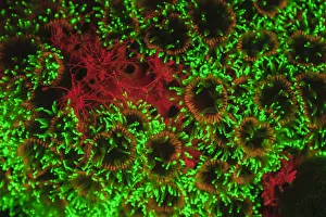 natural occuring Fluorescence emitted at night using special uv blocking filters