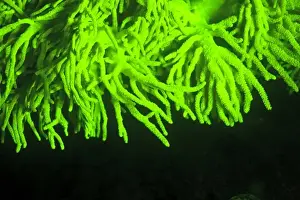 Specialty Prints: Natural occuring fluorescence in underwater soft coral (Sinularia sp. ), captured