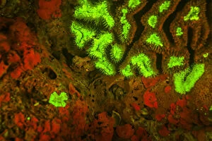 Natural occuring Red & Green Fluorescence in Stony Corals & Encrusting Corals, captured