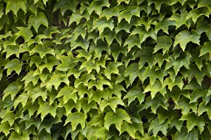 Michele Niles Prints: Natural plants and leaves growing on wall in Provence region of Southern France