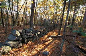 Nature Conservancy land along Crommett Creek. Stone wall in former pastureland. Durham