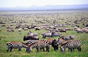 Nature, Fauna