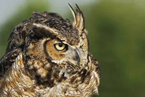 Images Dated 25th July 2008: Nature, Fauna