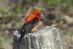 Nature, Fauna