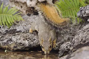 Images Dated 24th April 2006: Nature, Fauna