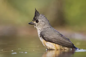 Nature, Fauna