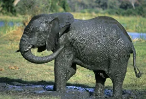 Nature, Fauna