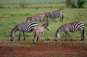 Images Dated 12th May 2011: Nature, Fauna
