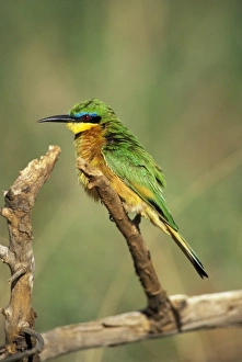 Nature, Fauna