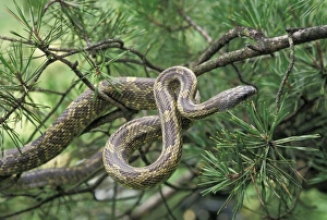 Nature, Fauna