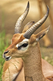 Nature, Fauna