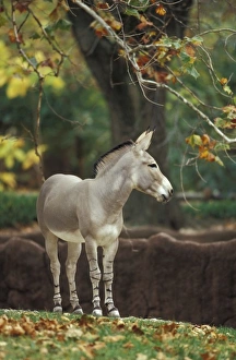 Nature, Fauna