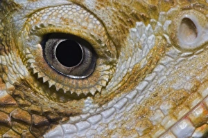 Nature, Fauna