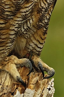 Images Dated 25th July 2008: Nature, Fauna
