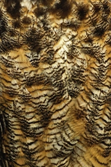 Images Dated 25th July 2008: Nature, Fauna