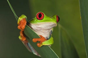Nature, Fauna