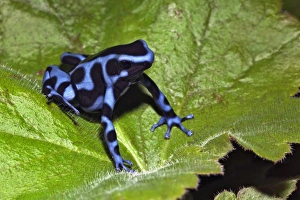 Images Dated 13th November 2010: Nature, Fauna