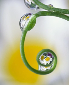 Nature, Fauna