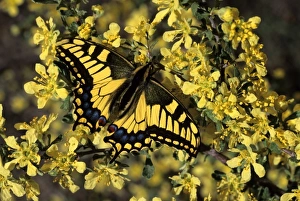 Nature, Fauna