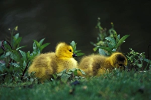 Nature, Fauna