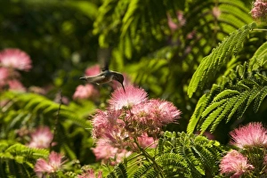 Images Dated 3rd August 2007: Nature, Fauna