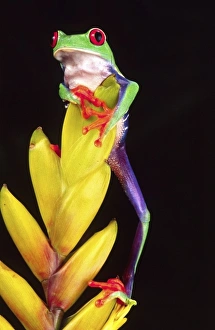Nature, Fauna