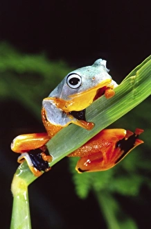 Nature, Fauna