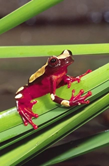 Nature, Fauna