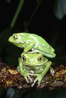 Nature, Fauna
