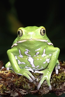 Nature, Fauna