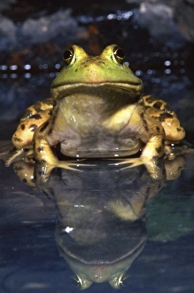 Images Dated 23rd August 2012: Nature, Fauna