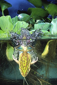 Nature, Fauna
