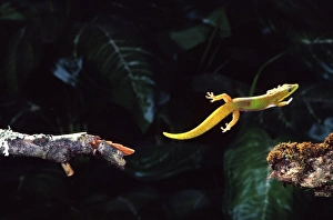 Nature, Fauna