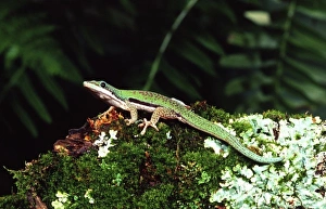 Nature, Fauna