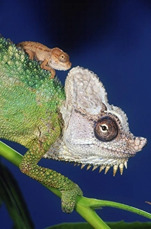 Images Dated 21st August 2012: Nature, Fauna