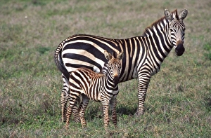 Images Dated 21st August 2012: Nature, Fauna