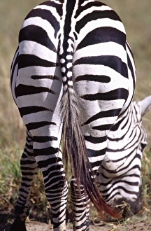 Nature, Fauna