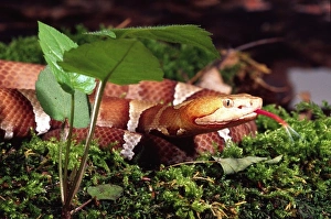 Nature, Fauna