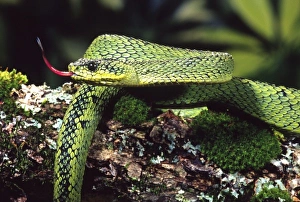 Nature, Fauna
