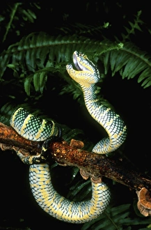 Nature, Fauna