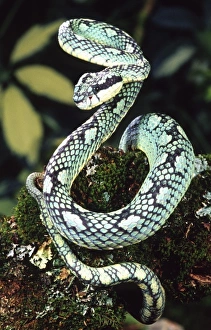 Nature, Fauna