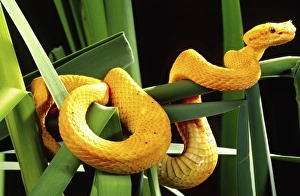 Nature, Fauna