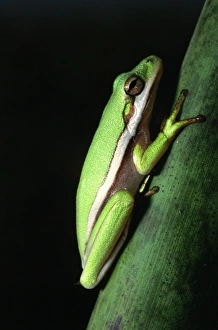 Images Dated 21st August 2012: Nature, Fauna