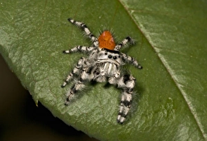 Images Dated 5th September 2006: Nature, Fauna