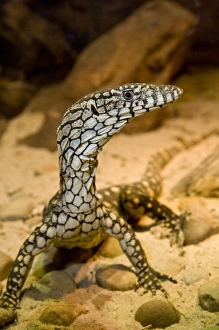 Nature, Fauna