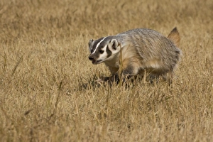 Images Dated 14th September 2006: Nature, Fauna