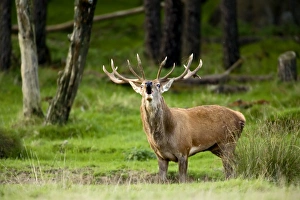 Images Dated 24th October 2006: Nature, Fauna