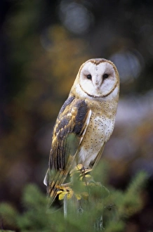 Images Dated 21st August 2012: Nature, Fauna