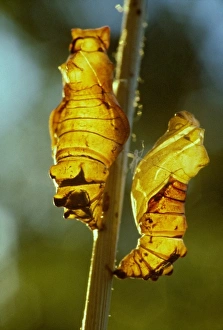 Images Dated 23rd August 2012: Nature, Fauna